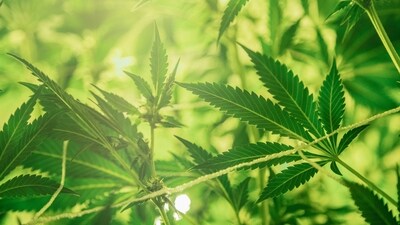 Soil Decontamination: Hemp has the potential to conduct phytoremediation, removing radioactive toxins and heavy metals from polluted soil. Additionally, it enhances soil microbial content, while its leaves and stems are nutrient-rich. (Unsplash) Soil Decontamination: Hemp has the potential to conduct phytoremediation, removing radioactive toxins and heavy metals from polluted soil. Additionally, it enhances soil microbial content, while its leaves and stems are nutrient-rich. (Unsplash)