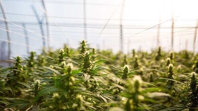 Alternative to Plastic: Instead of relying on plastic, which can take 500 to 1,000 years to decompose in a landfill, we can opt for hemp, the most abundant cellulose producer on the planet, and it's biodegradable. (Unsplash) Alternative to Plastic: Instead of relying on plastic, which can take 500 to 1,000 years to decompose in a landfill, we can opt for hemp, the most abundant cellulose producer on the planet, and it's biodegradable. (Unsplash)