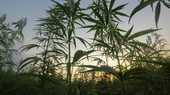 Prevent Deforestation​: Hemp, as one of the strongest fibers on the planet, has the potential to replace numerous products made from timber. Its versatility offers significant potential to prevent deforestation, promote sustainability, and protect both animal and human lives.&nbsp;(Unsplash)