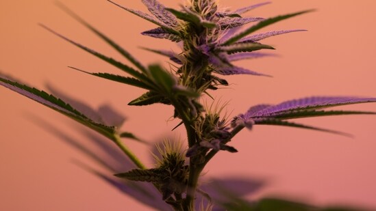 Building Materials: Hemp can replace traditional building materials like concrete, metal, carpet, wood, and insulation in large structures like houses. Surprisingly, it can even substitute for steel and is 10 times stronger and six times more efficient at bending and mending.&nbsp;(Unsplash)