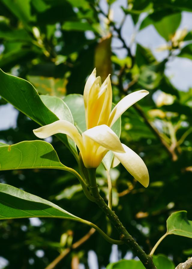 The champaka flower (Shutterstock) The champaka flower (Shutterstock)