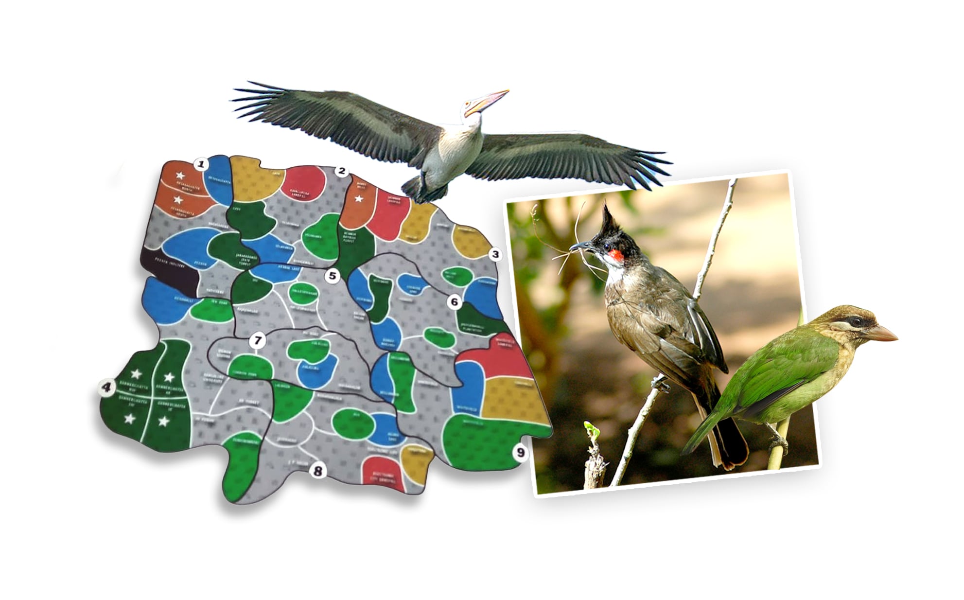 Players must work together to boost the number of birds and diversity of species.
