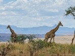 Kenya's President William Ruto had recently announced that holidayers visiting the African country will no longer require a visa starting January.