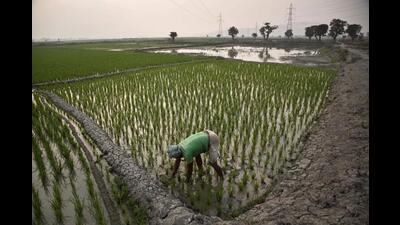 FILE- In this Feb. 1, 2017 file photo, an Indian farmer works in his paddy field. (AP) FILE- In this Feb. 1, 2017 file photo, an Indian farmer works in his paddy field. (AP)
