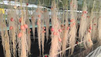 Jitender Singh, subject matter specialist, said the quality seeds of the latest kufri uday variety developed through the technique will prove to be a boon for the farmers. (HT Photo) Jitender Singh, subject matter specialist, said the quality seeds of the latest kufri uday variety developed through the technique will prove to be a boon for the farmers. (HT Photo)