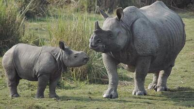 Rhino population went down to zero in 1983 in Assam (Representative Photo) Rhino population went down to zero in 1983 in Assam (Representative Photo)