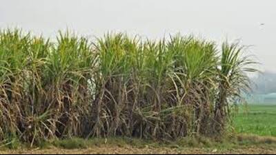 The government should increase the price of sugarcane to  ₹500 per quintal, said BKU leaders. (Pic for representation)