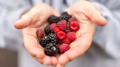 Berries are little powerhouses found in nature that are not only delicious but also nutrient-dense and can improve your health tremendously. Whether they are eaten raw, pureed into smoothies, or added to your favourite foods, including a range of berries in your diet can be a tasty and healthy approach to improve your overall health and wellbeing. Dr Dimple Jangda, Ayurveda & Gut Health Coach, shared some amazing health benefits of consuming berries in her recent Instagram post. (Unsplash) Berries are little powerhouses found in nature that are not only delicious but also nutrient-dense and can improve your health tremendously. Whether they are eaten raw, pureed into smoothies, or added to your favourite foods, including a range of berries in your diet can be a tasty and healthy approach to improve your overall health and wellbeing. Dr Dimple Jangda, Ayurveda & Gut Health Coach, shared some amazing health benefits of consuming berries in her recent Instagram post. (Unsplash)