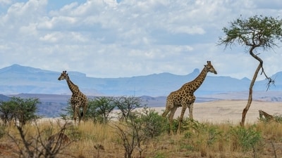 Kenya's President William Ruto had recently announced that holidayers visiting the African country will no longer require a visa starting January. (Freepik) Kenya's President William Ruto had recently announced that holidayers visiting the African country will no longer require a visa starting January. (Freepik)