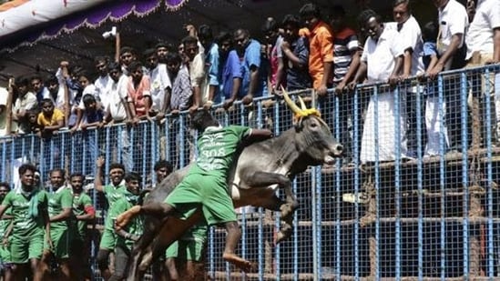 Jallikattu is an age-old event celebrated mostly in the state of Tamil Nadu as part of Pongal celebrations. (AP)