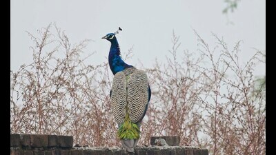 A peahen sitting on the wall of the botanical garden at PAU in Ludhiana on Sunday.Punjab Agricultural University (PAU) celebrated the National Bird Day on the campus on Friday. National Bird Day, which has American origins, is celebrated annually on January 5 to raise awareness about the value of birds in the ecosystem. (Gurpreet Singh/HT) A peahen sitting on the wall of the botanical garden at PAU in Ludhiana on Sunday.Punjab Agricultural University (PAU) celebrated the National Bird Day on the campus on Friday. National Bird Day, which has American origins, is celebrated annually on January 5 to raise awareness about the value of birds in the ecosystem. (Gurpreet Singh/HT)