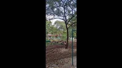 As part of preparing for a cricket tournament organised inside Vardhanman Township Society Campus, Hadapsar, the organisers trimmed huge branches of over four trees. (HT PHOTO) As part of preparing for a cricket tournament organised inside Vardhanman Township Society Campus, Hadapsar, the organisers trimmed huge branches of over four trees. (HT PHOTO)