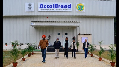 In a move to address the impacts of climatic changes and evolving diseases on agriculture, Punjab Agricultural University (PAU) has unveiled the country’s first-ever speed breeding facility, valued at ₹5 crore. This cutting-edge facility, constructed under a research project grant from the Union Ministry of Science and Technology, marks a significant leap forward in agricultural innovation. (Manish/HT) In a move to address the impacts of climatic changes and evolving diseases on agriculture, Punjab Agricultural University (PAU) has unveiled the country’s first-ever speed breeding facility, valued at ₹5 crore. This cutting-edge facility, constructed under a research project grant from the Union Ministry of Science and Technology, marks a significant leap forward in agricultural innovation. (Manish/HT)