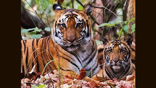 An adult and a juvenile tiger spotted at Pilibhit Tiger Reserve. (HT PHOTO)