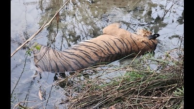 A tiger carcass recovered from the Gola range forest area on Monday (HT Photo)