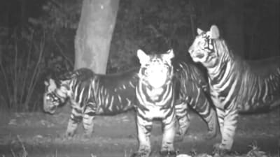 Pseudo-melanistic tiger family roaming in their natural habitat. (X/Susanta Nanda) Pseudo-melanistic tiger family roaming in their natural habitat. (X/Susanta Nanda)