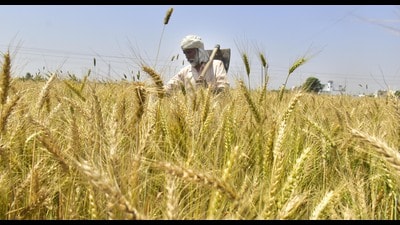 The PMFBY, which is implemented by various public and private insurance companies, is overseen by the ministry of agriculture and farmers welfare. This scheme offers newfound flexibility with its latest amendments to expand its reach. (File) The PMFBY, which is implemented by various public and private insurance companies, is overseen by the ministry of agriculture and farmers welfare. This scheme offers newfound flexibility with its latest amendments to expand its reach. (File)
