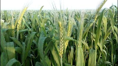 There is a forecast for rain this week, which will also benefit the crop (File)