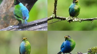 Green Honeycreeper bird found in the wild. (University of Otago)