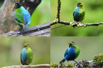Green Honeycreeper bird found in the wild. (University of Otago)