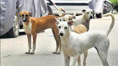 As per the Livestock Census of 2019, Odisha has the second highest number of stray dogs (17 lakh) after Maharashtra. (Representative image) As per the Livestock Census of 2019, Odisha has the second highest number of stray dogs (17 lakh) after Maharashtra. (Representative image)