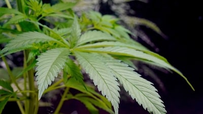 Thailand’s cannabis industry has been operating in a gray area, as the plant was decriminalized in 2022. (AP) Thailand’s cannabis industry has been operating in a gray area, as the plant was decriminalized in 2022. (AP)