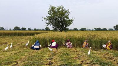 In 2022, scorching weather restricted wheat production to about 100 million tonnes. (AP) In 2022, scorching weather restricted wheat production to about 100 million tonnes. (AP)