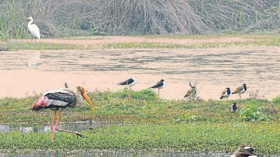 Spread over 308 hectares, of which 60 hectares is a lake, the wetland is city’s largest reserve forest and one of three major birding hot spots, the others being Okhla Bird Sanctuary and Dhanauri wetland. (HT Archive) Spread over 308 hectares, of which 60 hectares is a lake, the wetland is city’s largest reserve forest and one of three major birding hot spots, the others being Okhla Bird Sanctuary and Dhanauri wetland. (HT Archive)
