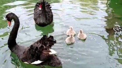 The birds may have died from avian flu, the ministry said, adding that specialists had been dispatched to the site to investigate. (Representational) (HT Photo)