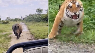 The images show close encounters of wild animals with humans. (Instagram/@hindustantimes, @latestkruger) The images show close encounters of wild animals with humans. (Instagram/@hindustantimes, @latestkruger)