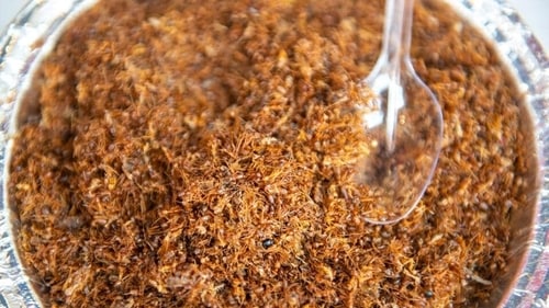 In Odisha's Mayurbhanj district, red weaver ants are used to make a chutney or a watery semi-solid paste known as "Kai Chutney." (File Photo (Shutterstock))