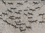 Matabele ants (Megaponera analis) are prevalent in the vast expanse of the African savanna, south of the Sahara, where they feed exclusively on a diet of termites Matabele ants (Megaponera analis) are prevalent in the vast expanse of the African savanna, south of the Sahara, where they feed exclusively on a diet of termites