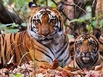 An adult and a juvenile tiger spotted at Pilibhit Tiger Reserve. (HT PHOTO)