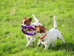 Socialising can work wonders for your dog's happiness and aid them in overcoming fears. This can help them lead a longer and healthier life.