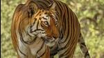 The tigress had succumbed to its injuries on Tuesday and was cremated on Wednesday. (Representative file photo)