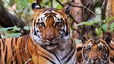 An adult and a juvenile tiger spotted at Pilibhit Tiger Reserve. (HT PHOTO) An adult and a juvenile tiger spotted at Pilibhit Tiger Reserve. (HT PHOTO)