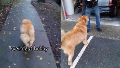 The image shows a cute dog named Finn. (Instagram/@finn_and_stefen) The image shows a cute dog named Finn. (Instagram/@finn_and_stefen)
