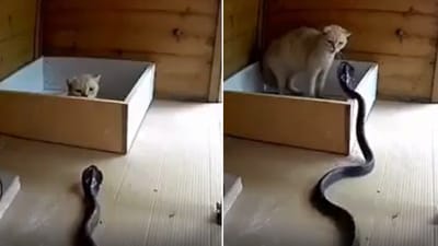 The image shows a confrontation between a cat and a cobra. (Reddit/@Sans010394) The image shows a confrontation between a cat and a cobra. (Reddit/@Sans010394)