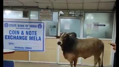 The bull inside the branch office. (Sourced)