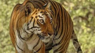 The tigress had succumbed to its injuries on Tuesday and was cremated on Wednesday. (Representative file photo) The tigress had succumbed to its injuries on Tuesday and was cremated on Wednesday. (Representative file photo)