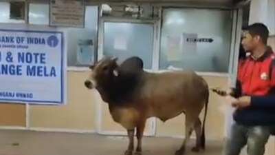 Bull standing inside SBI bank in Uttar Pradesh’s Unnao. (X/@kumarmanish9)