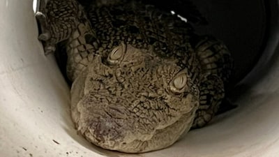 Crocodile in chicken coop. Crocodile in chicken coop.