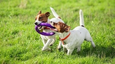 Socialising can work wonders for your dog's happiness and aid them in overcoming fears. This can help them lead a longer and healthier life. (Freepik)