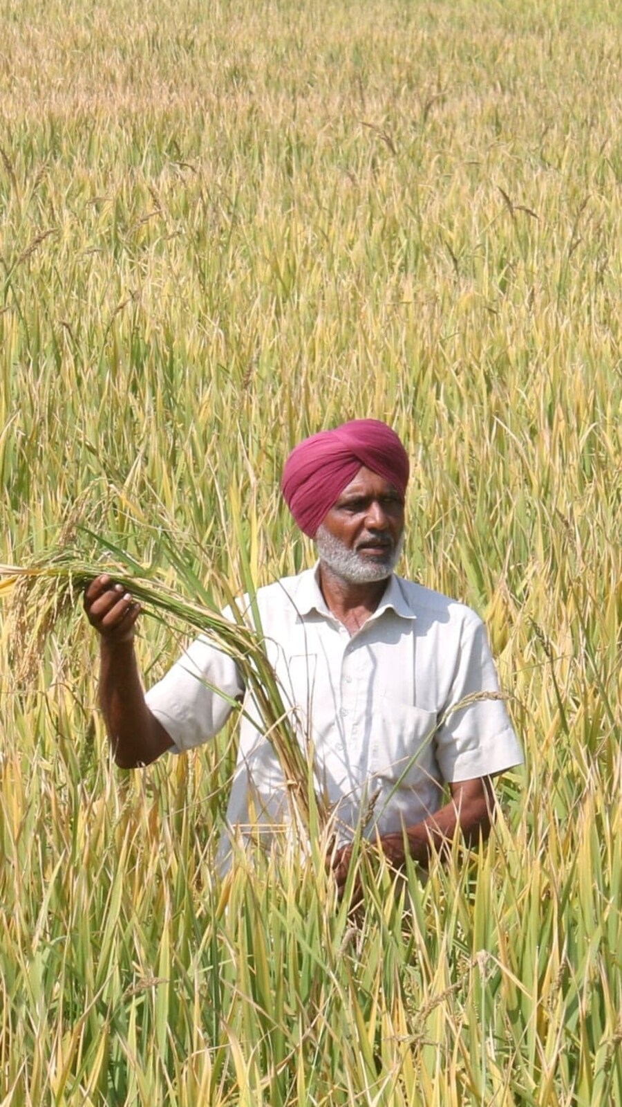 To sugarcoat the withdrawal of additional food grain entitlements rolled out during the pandemic, the Narendra Modi government has decided to make regular food entitlements under the National Food Security Act free for its 800 million beneficiaries (HT File)