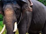 Karnataka forest department resumes ‘Operation Jumbo’ to capture wild elephants Karnataka forest department resumes ‘Operation Jumbo’ to capture wild elephants