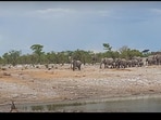 Snapshot of the elephants charging towards lions. Snapshot of the elephants charging towards lions.