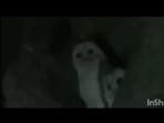 Rare white owls captured on camera. 