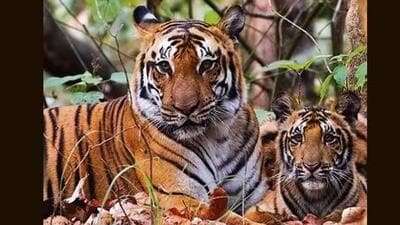 Cannot permit zoo in a national park: SC on proposed tiger safari at Corbett Cannot permit zoo in a national park: SC on proposed tiger safari at Corbett