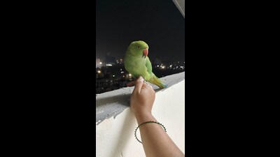 Sion resident declares  ₹20,000 reward for missing pet parrot