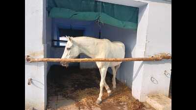 A mare Priya at stable of Prayagraj police. (HT Photo) A mare Priya at stable of Prayagraj police. (HT Photo)